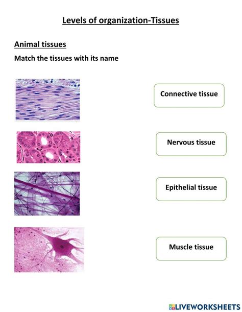 Solution Muscle Tissue Worksheet With Answers Studypool Worksheets