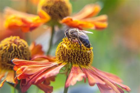 Premium Photo Honey Bee Covered With Yellow Pollen Drink Nectar