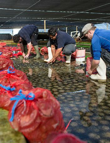 Sustainable Abalone Farming | Pure Australian Abalone