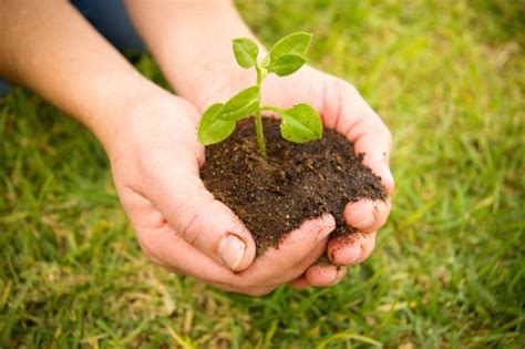 Baum Pflanzen So Geht Es Richtig