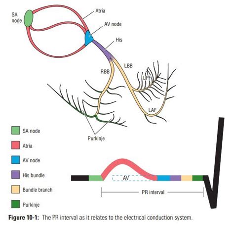 Ecg Basics Part