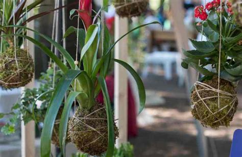 Jardin suspendu une idée originale comment le créer chez vous