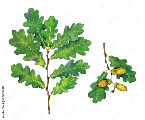 Watercolor Common Oak Pedunculate Oak Or European Oak Branch Quercus