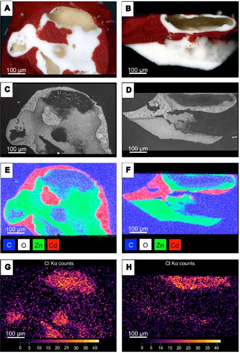 Optical Photomicrographs And Chemical Maps Of The Top And Cross Section