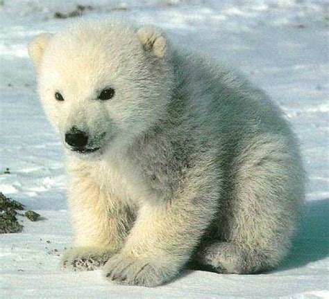 Polar Bear Cubs - Baby Animal Zoo