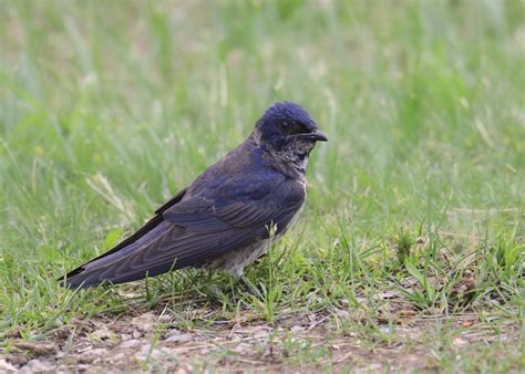 Birds In Oklahoma: 27 Species In The Sooner State