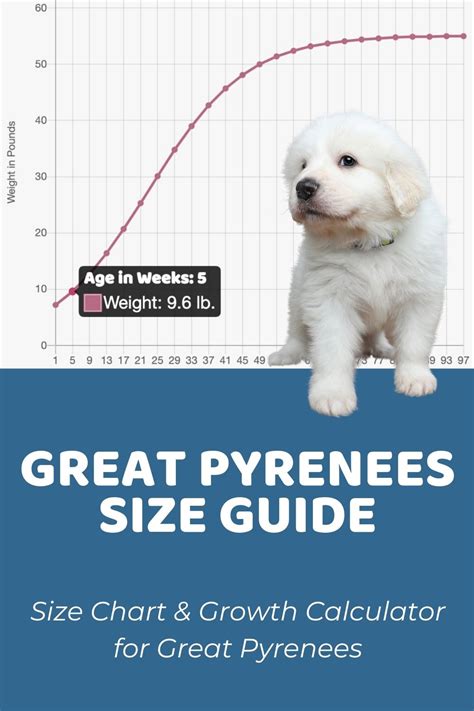 Great Pyrenees Size Guide: How Big Do Great Pyrenees Get?