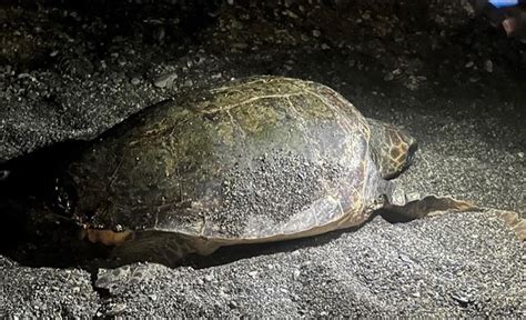 Caretta Caretta Sulla Spiaggia Di S Teresa Di Riva