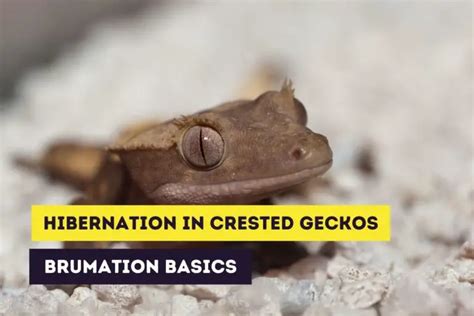 Cricket Feeding Guide How To Feed Crickets To Your Crested Gecko