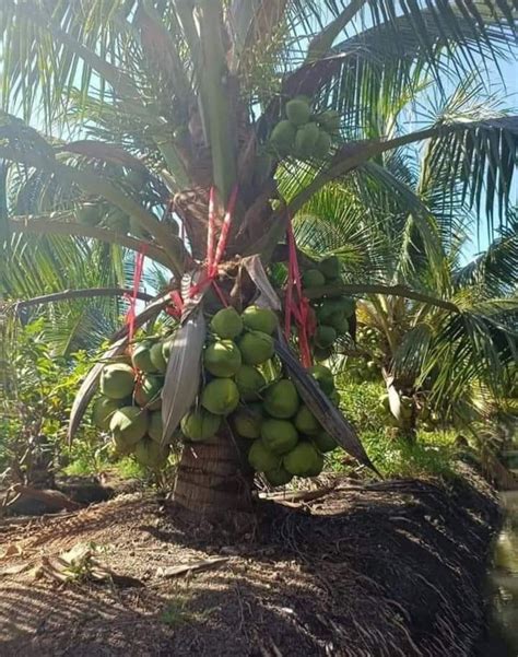 Green Year Hybrid Coconut Plant For Fruits At Rs Piece In Nagaon