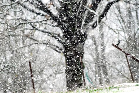 Neve Nel Bosco John Ayrtime Flickr