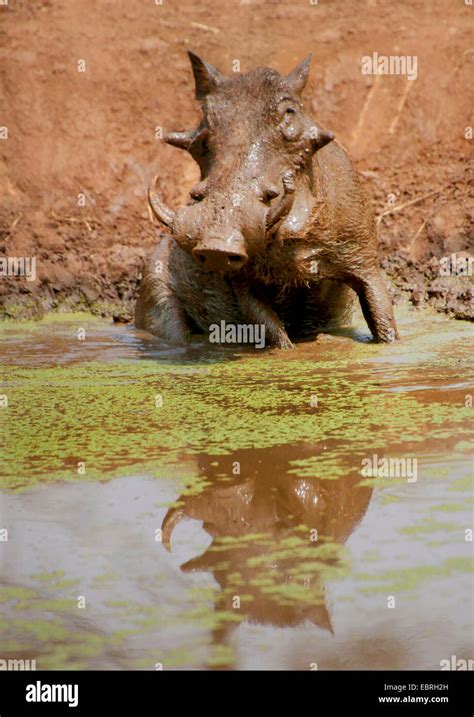 Common Warthog Savanna Warthog Phacochoerus Africanus At A Water