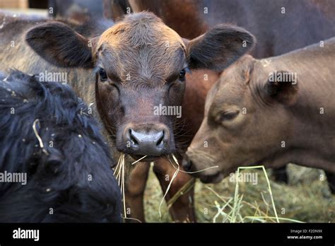 Aberdeen Angus is breed of cattle Stock Photo - Alamy