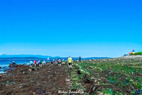 Michael Ostrogorsky Ph D On Twitter Beachcombing Super Low Tide