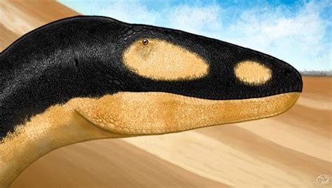 Jinbeisaurus Další čínský Tyran Dinosaurusblog