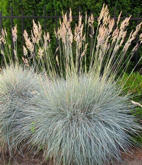 Planting With Zone Ornamental Grasses Ornamental Grass For Cold