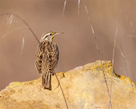 Western Meadowlark - Facts, Diet, Habitat & Pictures on Animalia.bio