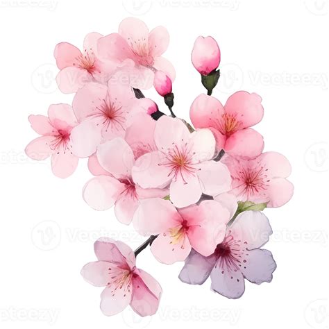 Cherry Blossom Watercolor 25279071 PNG