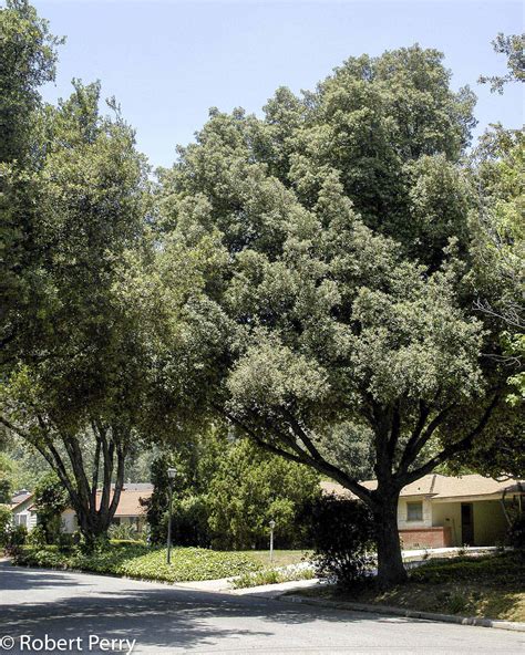 Holly Oak Tree Growth Rate Jessia Feldman