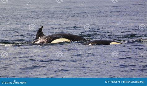 A Killer Whale is Diving Under Stock Image - Image of close, deep ...