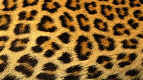 The New Neutral: How to Incorporate Leopard Print into Your Wardrobe ...