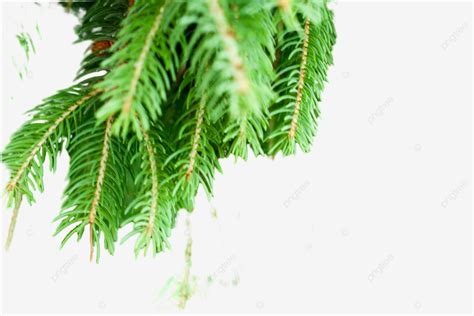 Pine Tree Plant Taiga Gardening Drop Summer Freshness Png