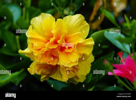 Beautiful Isolated Yellow Flower Hd Image In The Garden Stock Photo Alamy