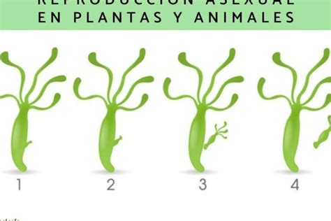 Reproducción Asexual Tipos Y Ejemplos Guía Completa Eco360