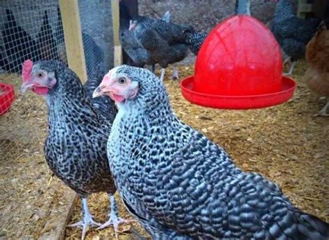 Speckledy Chicken Breed A Comprehensive Guide Thank Chickens