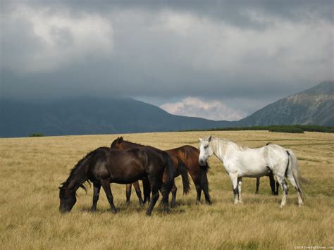 wild horses pictures