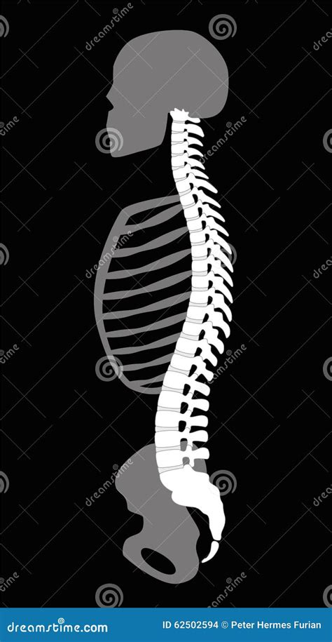 Backbone Skeleton Upper Body Torso Stock Illustration Image 62502594