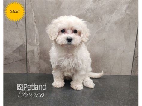 Maltipoo Dog Female White And Cream 3860526 Petland Frisco Texas