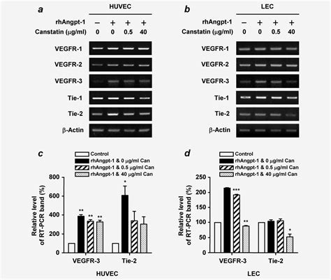 Recombinant Canstatin Inhibits Angiopoietin1induced Angiogenesis And