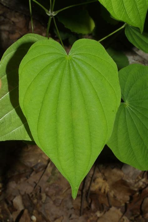 Dioscorea villosa - Pictures