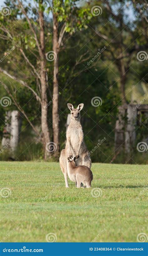 Eastern grey kangaroos stock photo. Image of kangaroos - 23408364