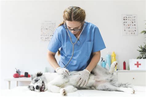 Medicina Veterinaria – Intermedvet