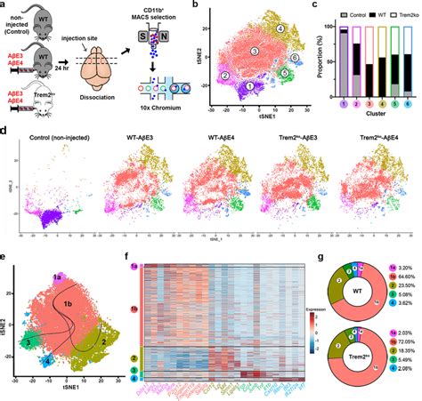 ScRNA Seq Data Reveal Distinct Microglial Subpopulations In Response To