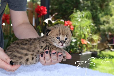 Baby Serval Cat