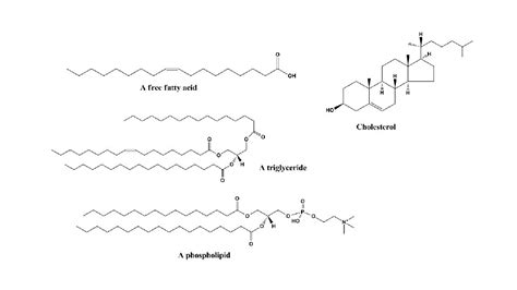 Lipids Lipid Structure Plasma Membrane Cell Transport Cell