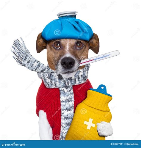 What Can You Give A Dog For Fever