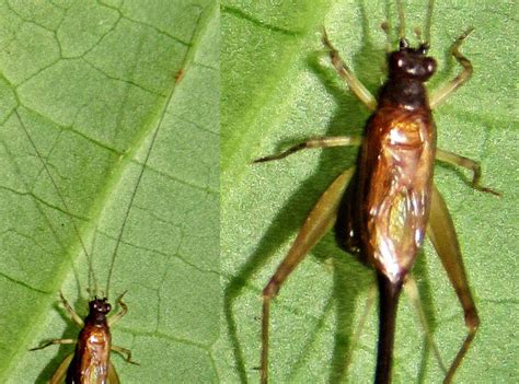 Insetologia Identificação de insetos Grilo Anaxipha Parasitado por