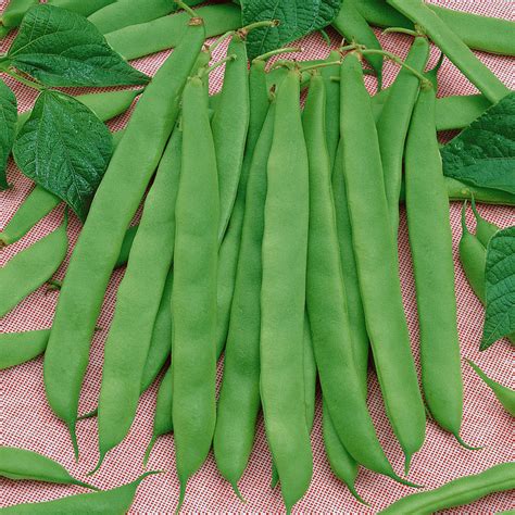 Mccaslan Pole Bean Seed Arnall Grocery