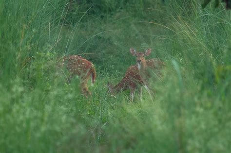 Chitwan Wildlife Safari, Nepal Jungle, National Park, Bird Watching, 3 Day