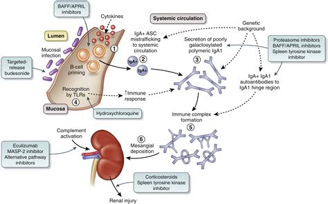 Management And Treatment Of Glomerular Diseases Part 1 Conclusions