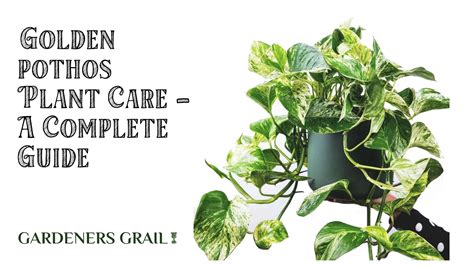 Golden Pothos Care Tips A Complete Guide Gardeners Grail