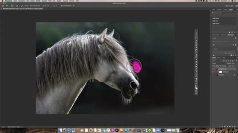 Photoshop Quicktutorial Freistellen von Mähne Fell u Tastenhaaren