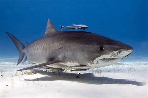 Shark Finning - Humane Society International