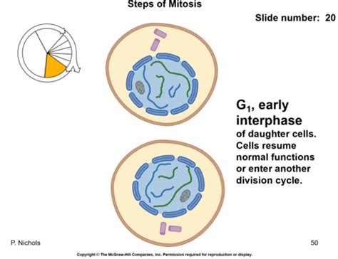 Cell Cycle Flashcards Quizlet