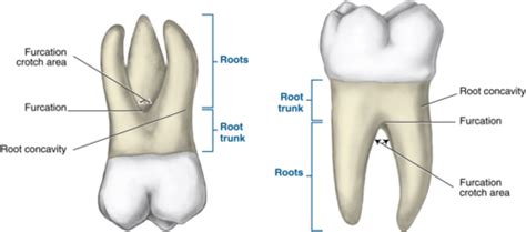 Anatomy test 2 (Posterior teeth) Flashcards | Quizlet