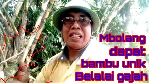 Mbolang Bambu Unik Belalai Gajah Sharkpri Bambu Bonsaibambu